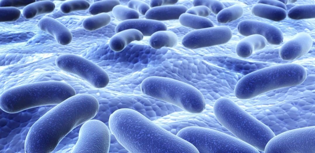 researchers-to-shield-probiotics-in-the-stomach